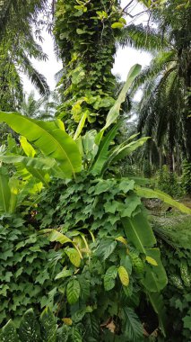 Çiftlikteki sarmaşıklara tırmanma ve sürünme sahnesi.