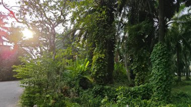 Çiftlikteki sarmaşıklara tırmanma ve sürünme sahnesi.