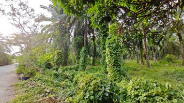 Çiftlikteki sarmaşıklara tırmanma ve sürünme sahnesi.