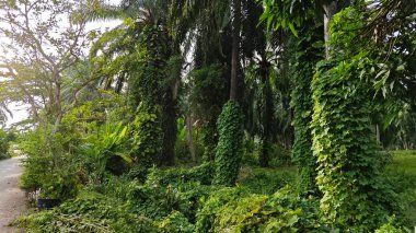 Çiftlikteki sarmaşıklara tırmanma ve sürünme sahnesi.