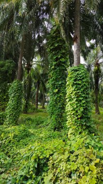 Çiftlikteki sarmaşıklara tırmanma ve sürünme sahnesi.