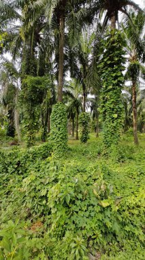 Çiftlikteki sarmaşıklara tırmanma ve sürünme sahnesi.