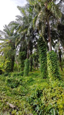 Çiftlikteki sarmaşıklara tırmanma ve sürünme sahnesi.