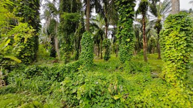 Çiftlikteki sarmaşıklara tırmanma ve sürünme sahnesi.