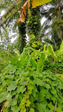 Çiftlikteki sarmaşıklara tırmanma ve sürünme sahnesi.