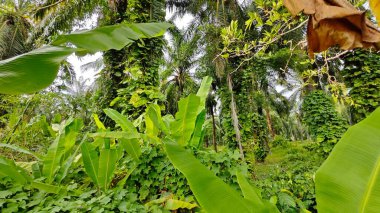 Çiftlikteki sarmaşıklara tırmanma ve sürünme sahnesi.