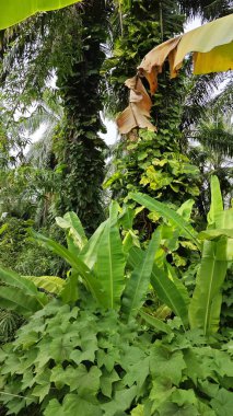 Çiftlikteki sarmaşıklara tırmanma ve sürünme sahnesi.