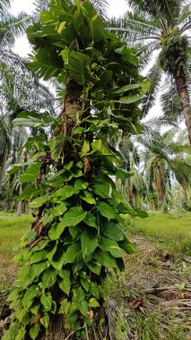 Çiftlikteki sarmaşıklara tırmanma ve sürünme sahnesi.