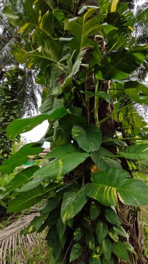 Çiftlikteki sarmaşıklara tırmanma ve sürünme sahnesi.