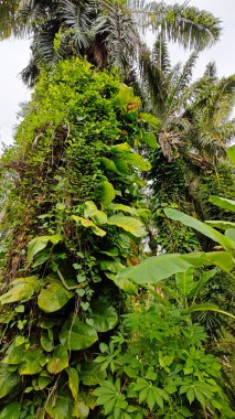 Çiftlikteki sarmaşıklara tırmanma ve sürünme sahnesi.