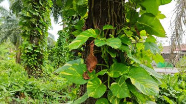 Çiftlikteki sarmaşıklara tırmanma ve sürünme sahnesi.