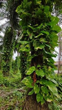 Çiftlikteki sarmaşıklara tırmanma ve sürünme sahnesi.