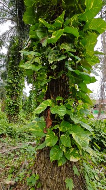Çiftlikteki sarmaşıklara tırmanma ve sürünme sahnesi.