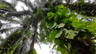 Çiftlikteki sarmaşıklara tırmanma ve sürünme sahnesi.