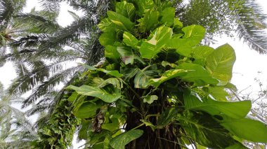 Çiftlikteki sarmaşıklara tırmanma ve sürünme sahnesi.