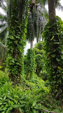 Çiftlikteki sarmaşıklara tırmanma ve sürünme sahnesi.