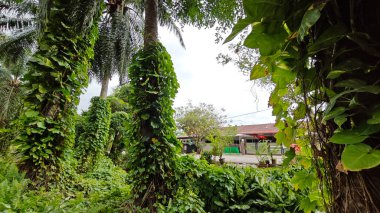 Çiftlikteki sarmaşıklara tırmanma ve sürünme sahnesi.