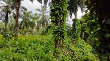Çiftlikteki sarmaşıklara tırmanma ve sürünme sahnesi.