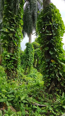 Çiftlikteki sarmaşıklara tırmanma ve sürünme sahnesi.