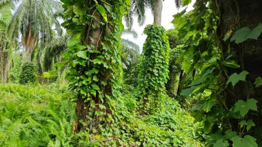 Çiftlikteki sarmaşıklara tırmanma ve sürünme sahnesi.