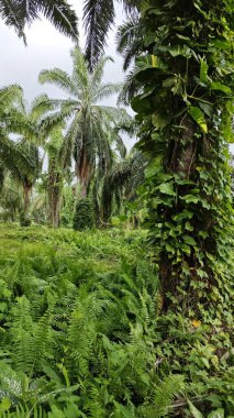 Çiftlikteki sarmaşıklara tırmanma ve sürünme sahnesi.