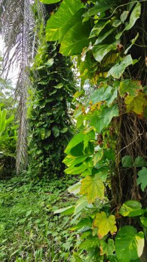 Çiftlikteki sarmaşıklara tırmanma ve sürünme sahnesi.