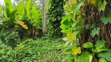 Çiftlikteki sarmaşıklara tırmanma ve sürünme sahnesi.