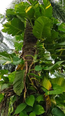 Çiftlikteki sarmaşıklara tırmanma ve sürünme sahnesi.