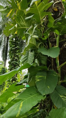 Çiftlikteki sarmaşıklara tırmanma ve sürünme sahnesi.