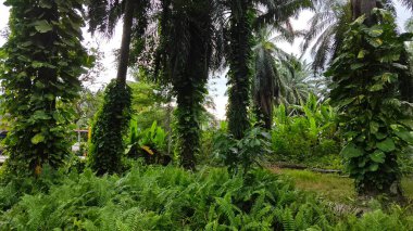 Çiftlikteki sarmaşıklara tırmanma ve sürünme sahnesi.