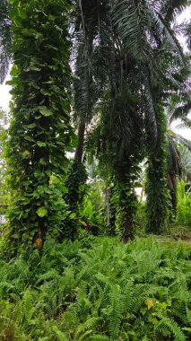 Çiftlikteki sarmaşıklara tırmanma ve sürünme sahnesi.