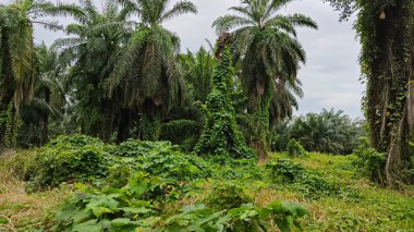 Çiftlikteki sarmaşıklara tırmanma ve sürünme sahnesi.