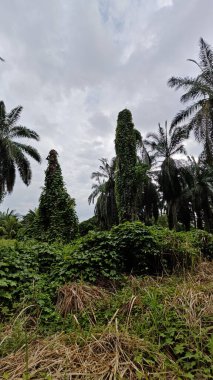 Çiftlikteki sarmaşıklara tırmanma ve sürünme sahnesi.