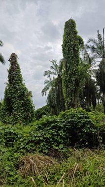 Çiftlikteki sarmaşıklara tırmanma ve sürünme sahnesi.