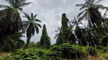 Çiftlikteki sarmaşıklara tırmanma ve sürünme sahnesi.
