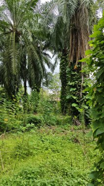 Çiftlikteki sarmaşıklara tırmanma ve sürünme sahnesi.