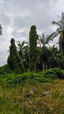 Çiftlikteki sarmaşıklara tırmanma ve sürünme sahnesi.