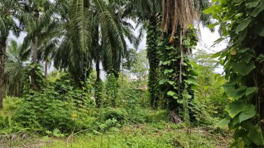 Çiftlikteki sarmaşıklara tırmanma ve sürünme sahnesi.