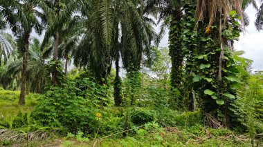 Çiftlikteki sarmaşıklara tırmanma ve sürünme sahnesi.