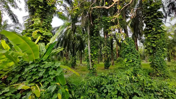 Çiftlikteki sarmaşıklara tırmanma ve sürünme sahnesi.