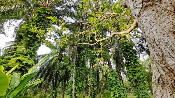 Çiftlikteki sarmaşıklara tırmanma ve sürünme sahnesi.
