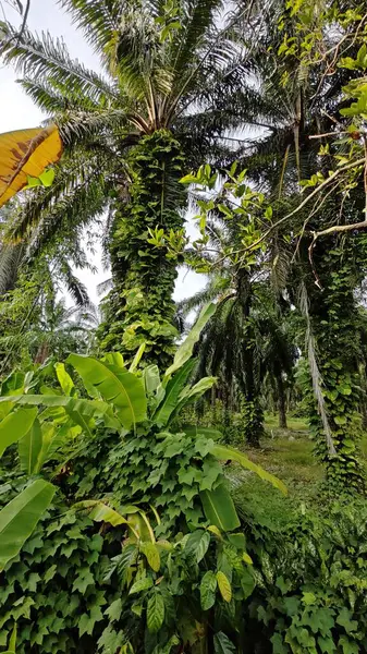 Çiftlikteki sarmaşıklara tırmanma ve sürünme sahnesi.