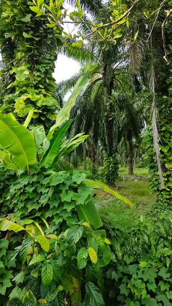Çiftlikteki sarmaşıklara tırmanma ve sürünme sahnesi.