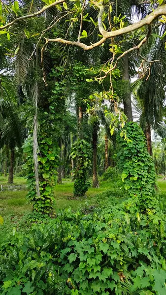 Çiftlikteki sarmaşıklara tırmanma ve sürünme sahnesi.