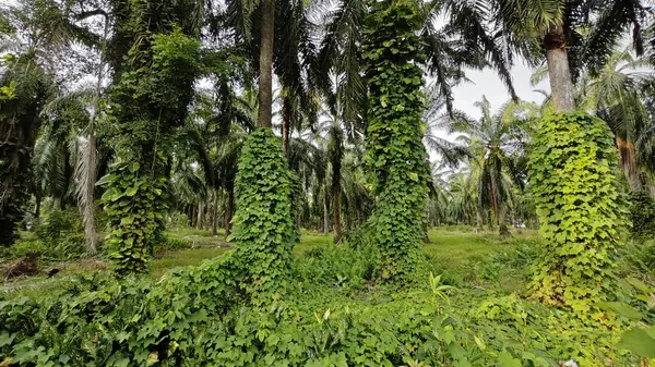 Çiftlikteki sarmaşıklara tırmanma ve sürünme sahnesi.