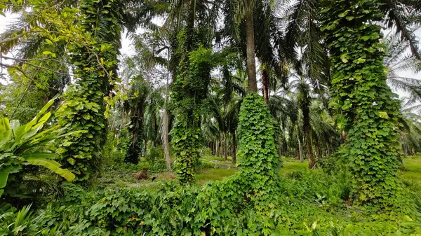 Çiftlikteki sarmaşıklara tırmanma ve sürünme sahnesi.