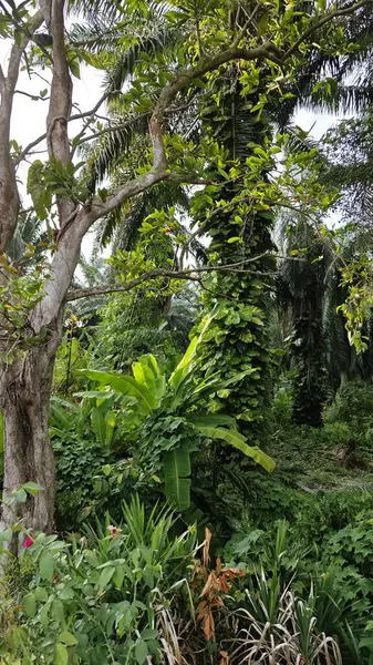 Çiftlikteki sarmaşıklara tırmanma ve sürünme sahnesi.