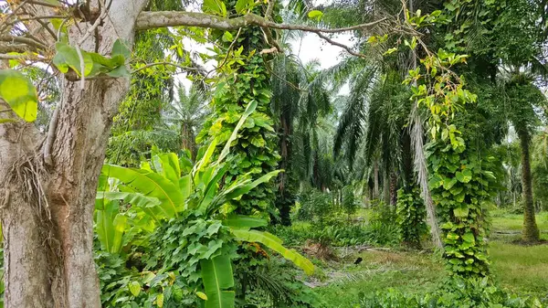 Çiftlikteki sarmaşıklara tırmanma ve sürünme sahnesi.