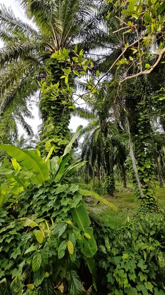 Çiftlikteki sarmaşıklara tırmanma ve sürünme sahnesi.