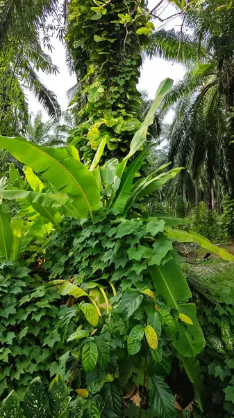 Çiftlikteki sarmaşıklara tırmanma ve sürünme sahnesi.